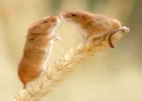 鼠和鼠的属相合不合 - 鼠和鼠婚配怎么样