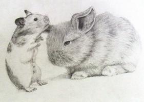 鼠和兔的属相合不合 - 鼠和兔婚配怎么样