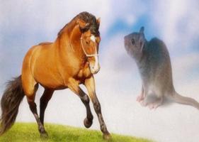 鼠和马的属相合不合 - 鼠和马婚配怎么样