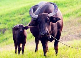 牛和牛的属相合不合 - 牛和牛婚配怎样
