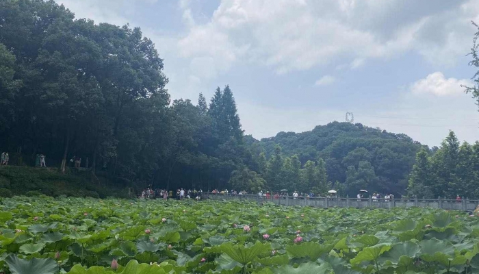2024年什么时候立夏 2024年立夏是几时几分几秒