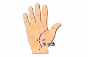 双重生命线代表什么呢？有什么含义呢？
