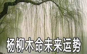杨柳木命的男人一生命运运势好不好