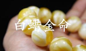 白蜡金命是什么意思