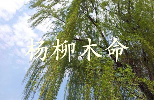 杨柳木命是什么意思