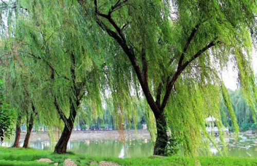 杨柳木命五行缺什么