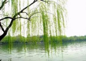 杨柳木命人适合什么行业最旺财