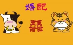 属牛的和属虎的相配吗