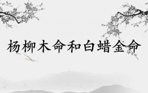 杨柳木命和白蜡金命相配吗