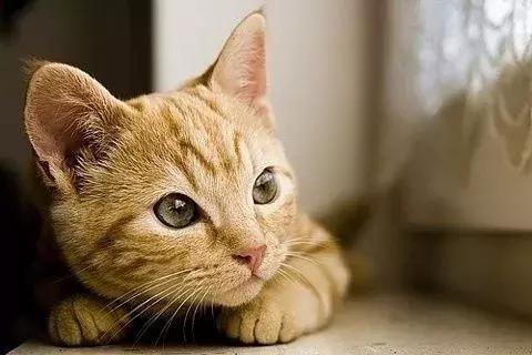 梦见猫是什么预兆 周公解梦