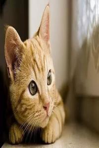 梦见猫是什么预兆 周公解梦