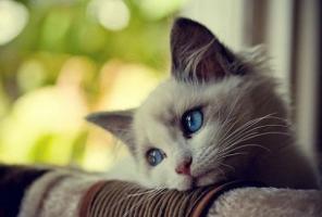 梦见猫攻击我是什么意思周公解梦