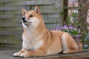 狗年出生几月命最好