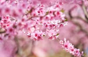 男人命带桃花煞是什么意思