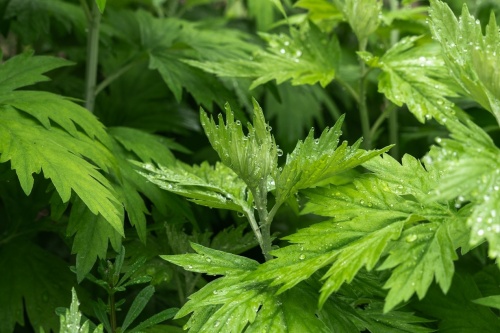 艾草种在大门左边还是右边好