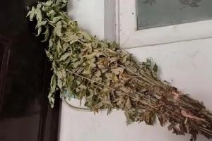 干艾草挂门上最忌讳三个原因