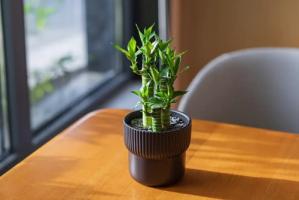 女性办公桌最吉利植物