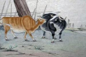 属牛人不想恋爱的原因