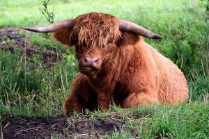 属牛男的和属龙女的相配好不好