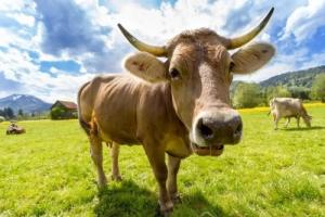 属牛女生性格特点及脾气