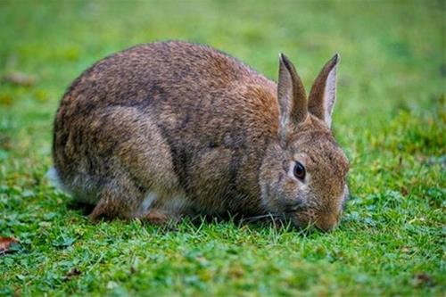 属兔的住几楼最吉利
