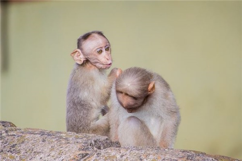 属猴的住几楼最旺最好吉利