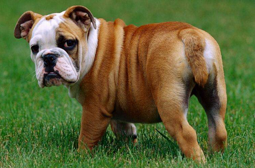 属狗的住几层楼最好吉利