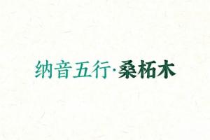 八字纳音五行解析桑柘木