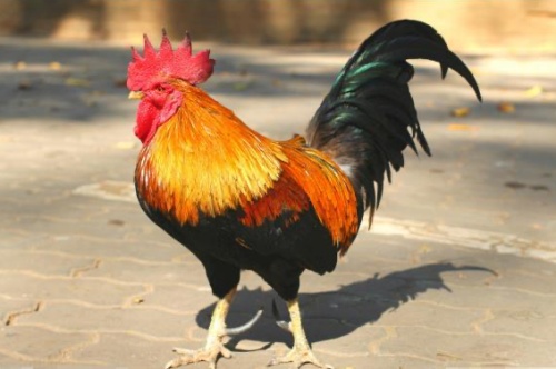 93年的鸡是什么命