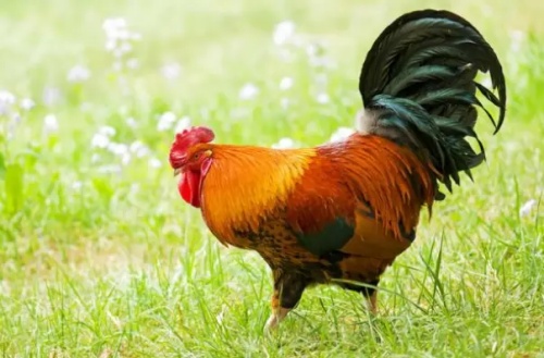 1993年属鸡是金命还是水命