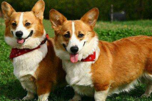 1994年属狗是什么命