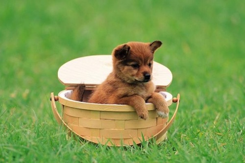 94年狗是火命还是木命