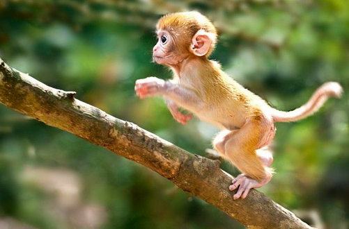 2025年属猴人的婚姻状况 2025年属猴人的婚姻状况