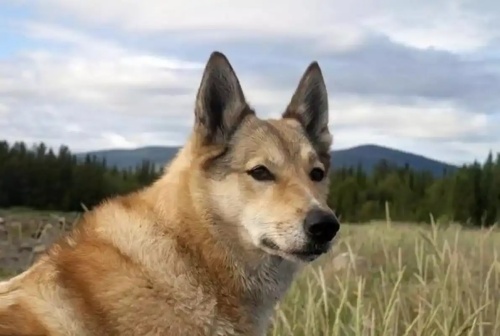 属狗2025躲不过去大难