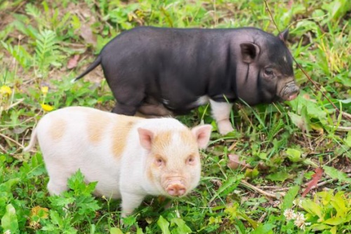 属猪的最佳婚配和最忌婚配