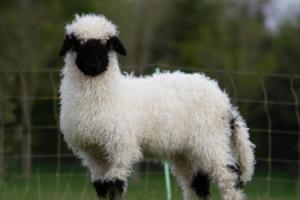 属羊的最佳婚配和最忌婚配