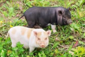 属猪的最佳婚配和最忌婚配