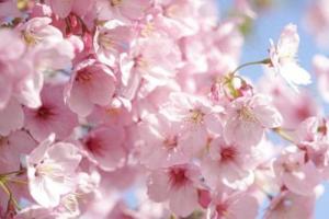 女人日柱有红鸾的表现