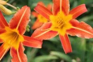 红鸾在日柱代表什么气质