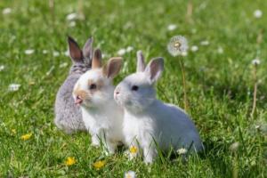 兔年出生几月命最好