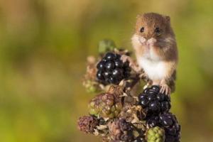 十鼠九苦,哪个月份最苦