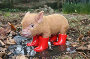 十猪九苦,哪个月份最苦