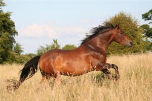 2026年出生的马是什么命