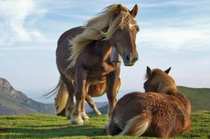 本命年马年2026年要注意些什么