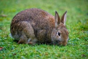 属兔的人适合戴什么