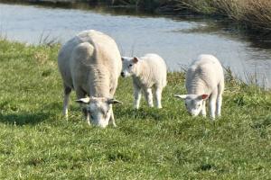 属羊的人适合戴什么