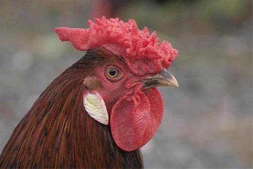 属鸡的人适合戴什么