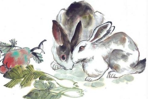 兔年分别是哪一年