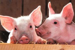 猪年分别是哪一年