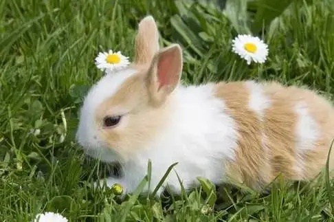 2026属兔大爆发的一年哪些年份的兔